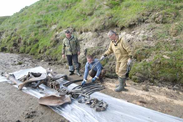 Мамонт Тадибе открыл палеонтологам свои первые тайны (ФОТО) | Русская весна