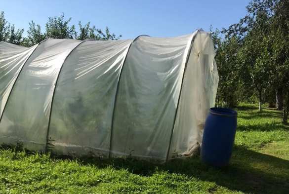 Битва за урожай: украинец открыл огонь по полиции, защищая плантацию конопли (ФОТО, ВИДЕО) | Русская весна