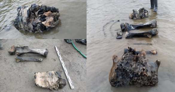 Уникальный отлично сохранившийся мамонт найден в России (ФОТО, ВИДЕО) | Русская весна