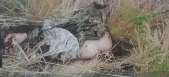 Самоуничтожение спецгруппы ВСУ под Горловкой: разорванный труп и бесшумный автомат — подробности (ФОТО 18+) | Русская весна