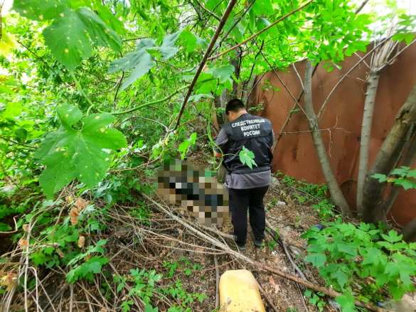 Шокирующий Саратов: собаки принесли сторожу человеческую голову (ФОТО) | Русская весна