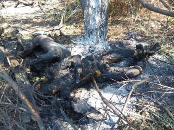 Фото сгоревших вместе с бронетехникой карателей из батальона "Айдар" (18+) | Русская весна