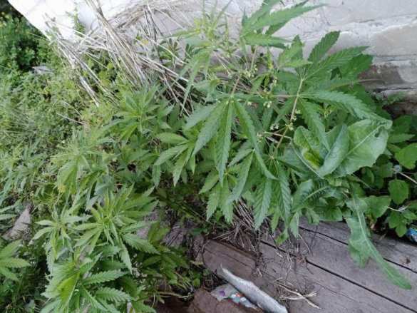 В телефоне уничтоженного диверсанта нашли кадры переброски американских военных на Донбасс (ФОТО, ВИДЕО) | Русская весна