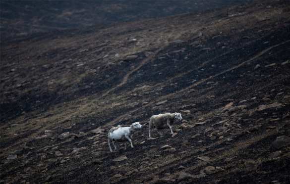 Ад на Земле: увидим ли мы снова Австралию прежней? (ФОТО, ВИДЕО) | Русская весна