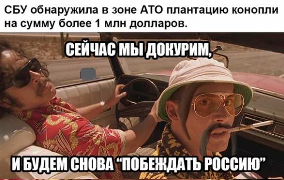 СБУ нашла плантацию конопли стоимостью 1 млн долларов (ВИДЕО) | Русская весна