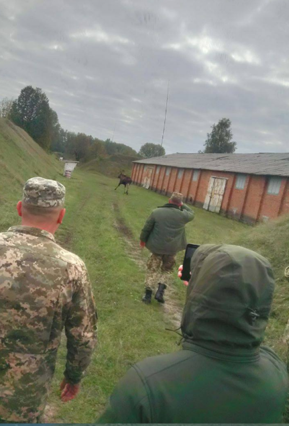 На Украине на территории военной базы выпасают скот (ФОТОФАКТ) | Русская весна