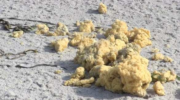 На пляжи Франции вымыло сотни килограммов неизвестной субстанции (ФОТО) | Русская весна