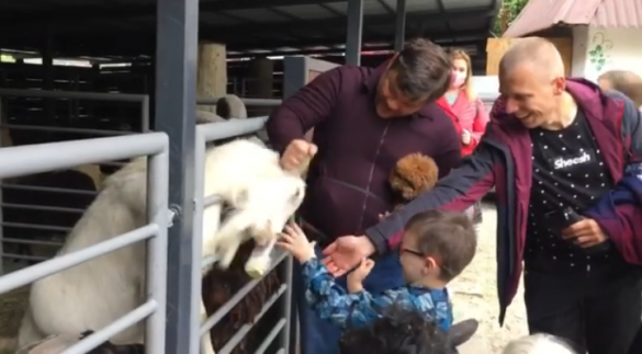 Экс-главу Офиса Зеленского могут наказать за странную выходку с козами в киевском зоопарке (ФОТО, ВИДЕО) | Русская весна