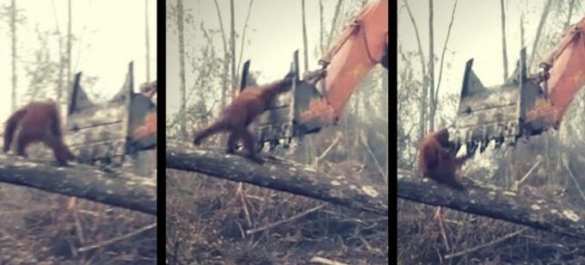 Орангутан пытался остановить бульдозер, уничтожающий его лес (ФОТО, ВИДЕО) | Русская весна