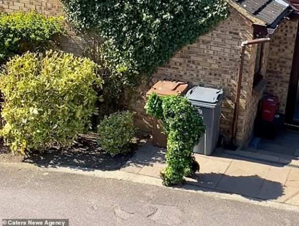 В Европе начали арестовывать гуляющие кусты и деревья (ФОТО, ВИДЕО) | Русская весна