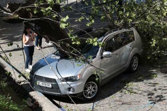 Знаки: Во Львове дерево разбило авто депутата от фракции «Блок Порошенко» (ФОТО) | Русская весна
