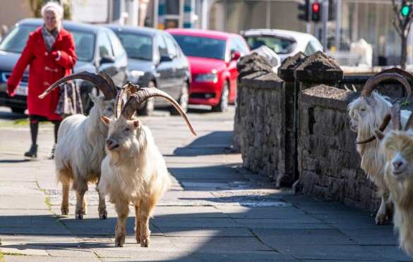 Козлы захватили опустевший город в Британии (ФОТО, ВИДЕО) | Русская весна
