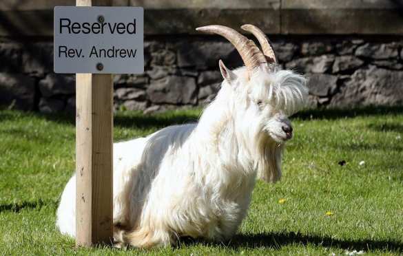 Козлы захватили опустевший город в Британии (ФОТО, ВИДЕО) | Русская весна