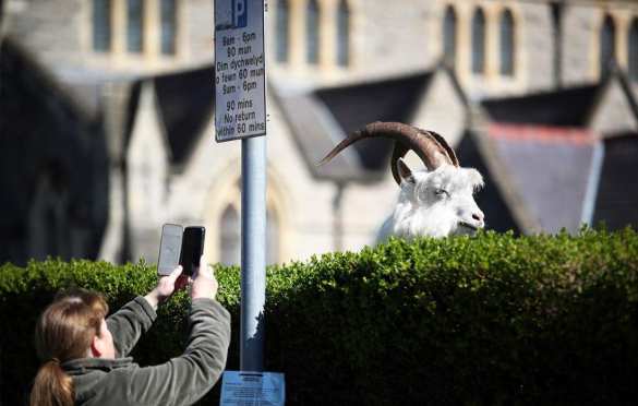 Козлы захватили опустевший город в Британии (ФОТО, ВИДЕО) | Русская весна