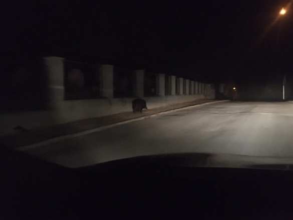 Сутки носился по городу: дикий кабан устроил переполох в Черновцах (ФОТО, ВИДЕО) | Русская весна