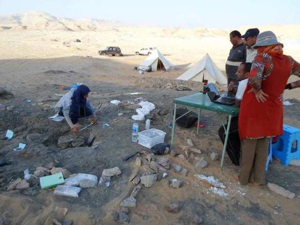 Ученые нашли останки динозавра, жившего 80 млн лет назад (ФОТО, ВИДЕО) | Русская весна