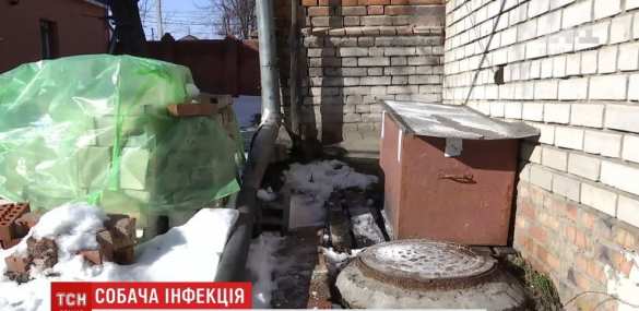 В центре Днепропетровска месяц лежат останки умершей от особо опасной инфекции собаки (ФОТО, ВИДЕО) | Русская весна