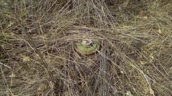 Ukrainian saboteurs' cellphones allegedly show OSCE vehicle blast in planning (Video) | Русская весна