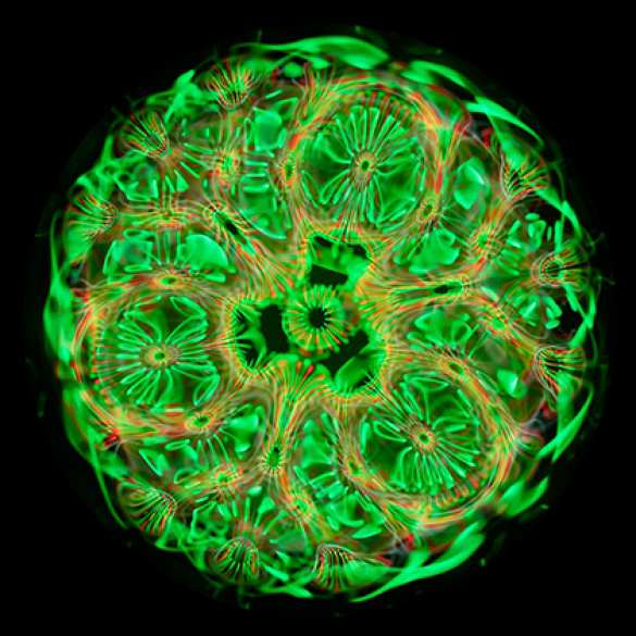 Ученый снял на камеру движение звука в воде (ФОТО) | Русская весна