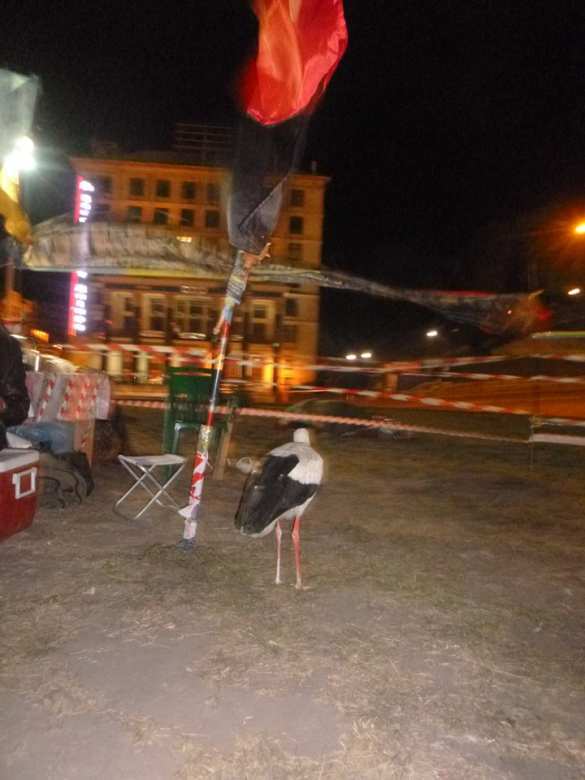 Будни европейской столицы: на майдане «правосеки» вступили в конфликт из-за прилетевшего в их табор аиста, которого рвало копчеными сосисками (ФОТО, ВИДЕО) | Русская весна