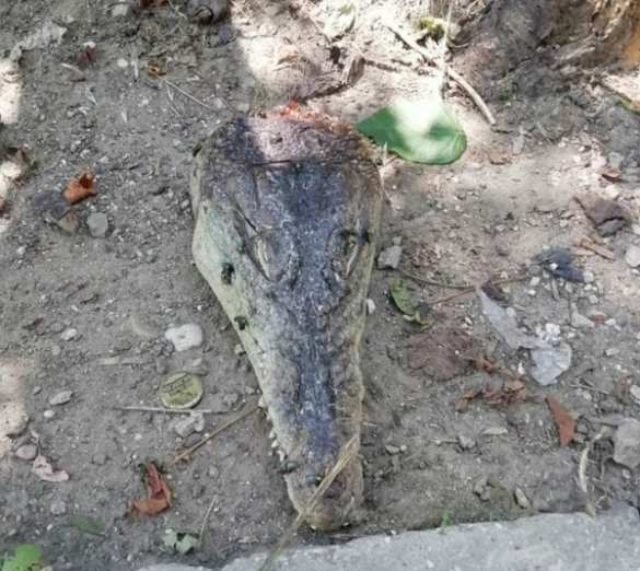 Неожиданная находка: отрубленные головы крокодилов обнаружили в центре Симферополя (ФОТО, ВИДЕО) | Русская весна