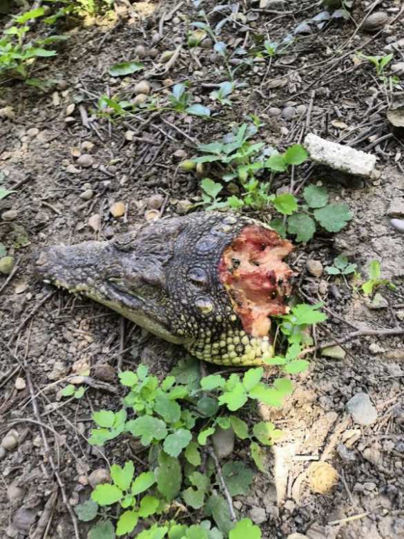 Неожиданная находка: отрубленные головы крокодилов обнаружили в центре Симферополя (ФОТО, ВИДЕО) | Русская весна