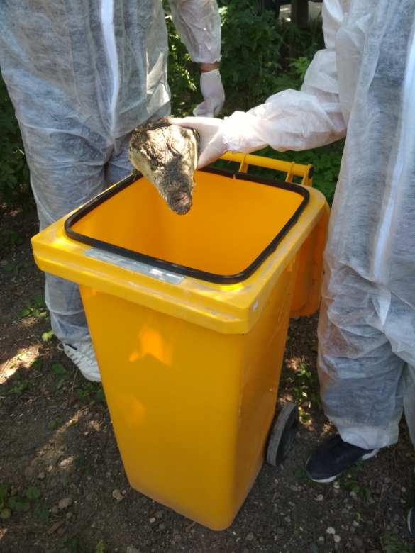 Неожиданная находка: отрубленные головы крокодилов обнаружили в центре Симферополя (ФОТО, ВИДЕО) | Русская весна