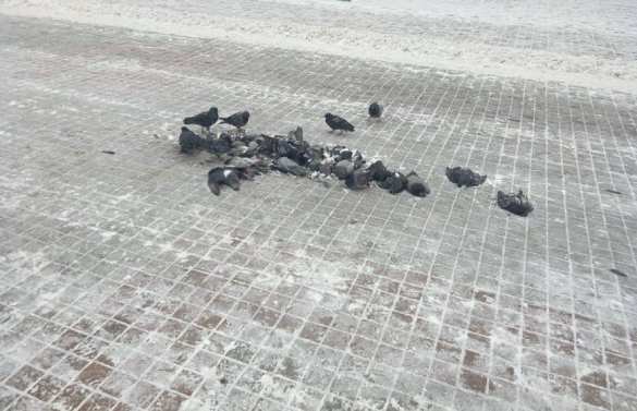 «Лицо города покрыто трупами птиц!» — об уборке снега по-украински (ФОТО) | Русская весна