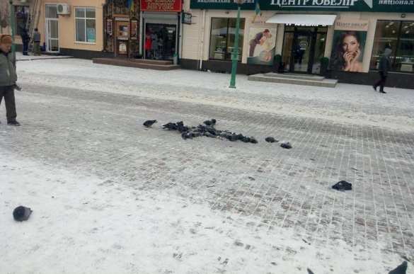 «Лицо города покрыто трупами птиц!» — об уборке снега по-украински (ФОТО) | Русская весна