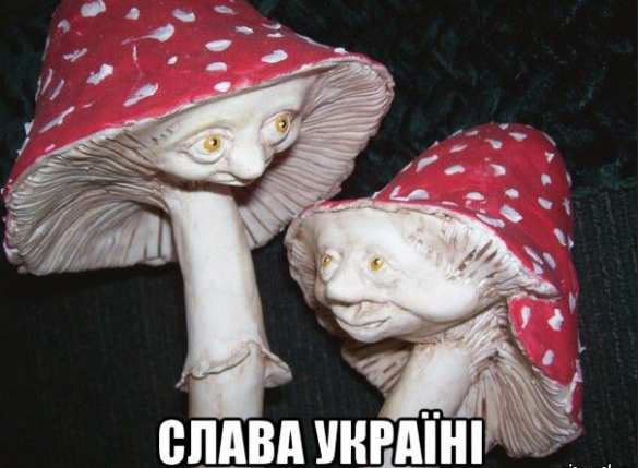 Об украинских «одноразовых дронах на грибах» (ВИДЕО А. Шария) | Русская весна