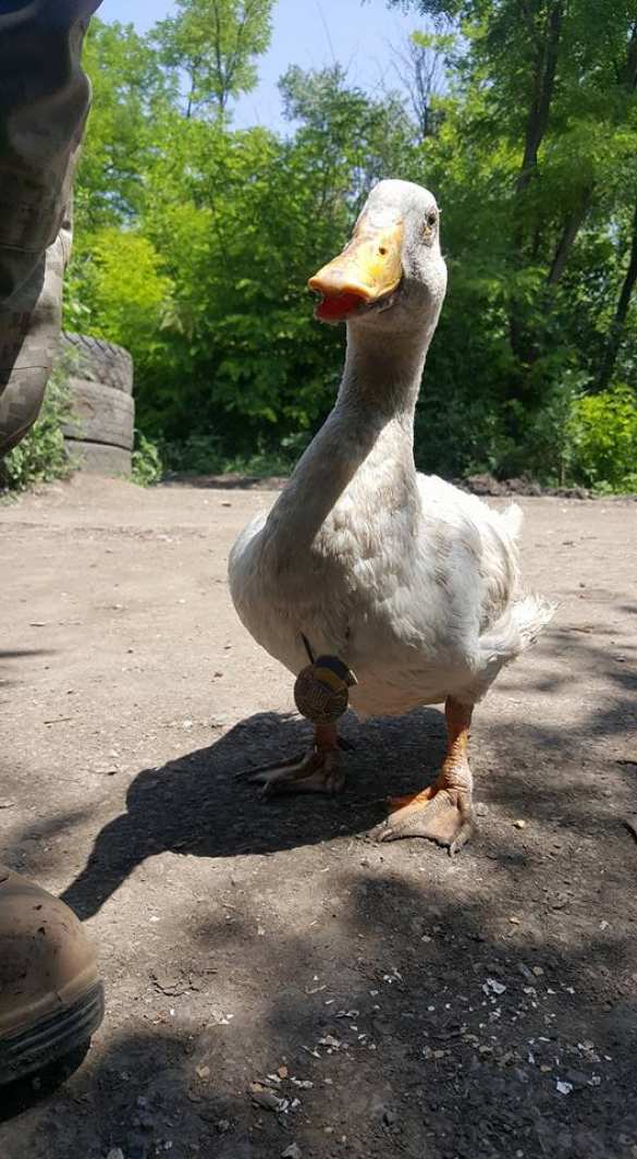 На Украине наградили гуся, который служит в ВСУ (ФОТО) | Русская весна