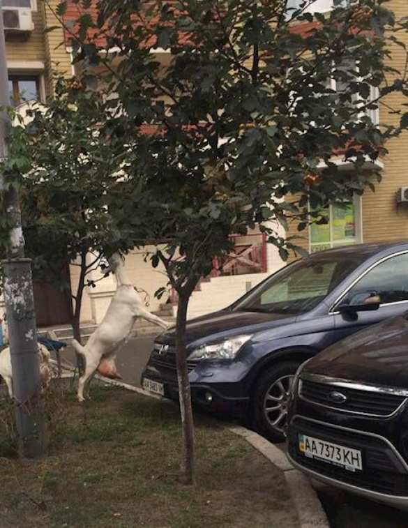 Зима близко: в Черновцах власти запаслись дровами, чтобы топить админздания (ФОТО) | Русская весна