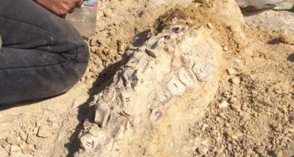 В Крыму раскопали останки доисторического кита, жившего 10 млн лет назад (ФОТО) | Русская весна