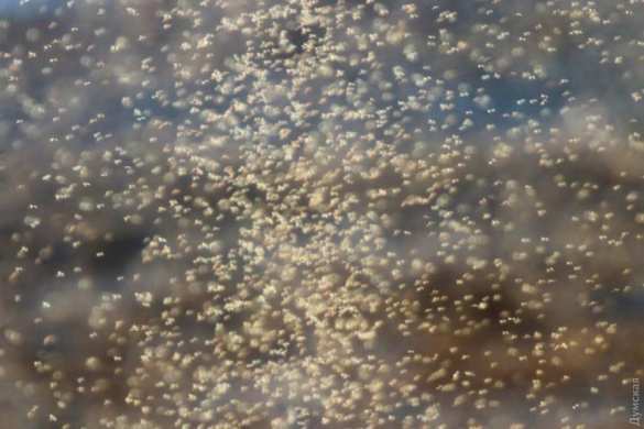 Атака комаров и медуз: Одесская область — эпицентр природной аномалии (ФОТО, ВИДЕО) | Русская весна