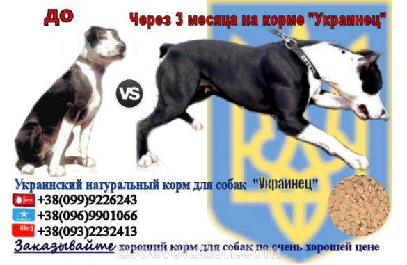 Академия Наук Украины предлагает кормить собак «украинцем» (ФОТОФАКТ) | Русская весна