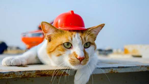 Карьерный рост кота Мостика: планы главного талисмана Крымского моста (+ФОТО) | Русская весна