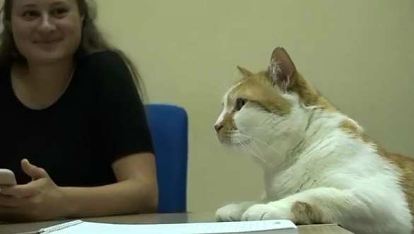 Первый рабочий день на новом месте — куда переехал кот Мостик (ФОТО, ВИДЕО) | Русская весна