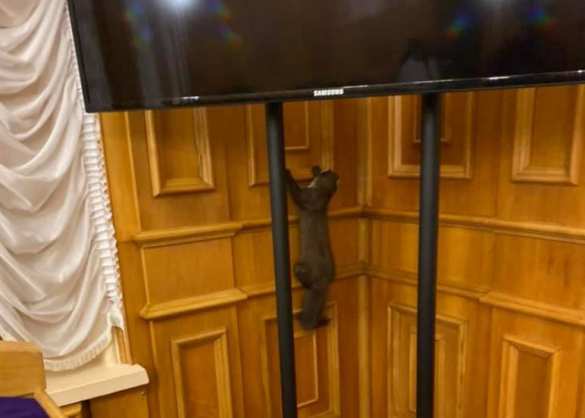 «Душа нардепа прошлого созыва»: в здании Рады метался хищный зверь (ФОТО, ВИДЕО) | Русская весна