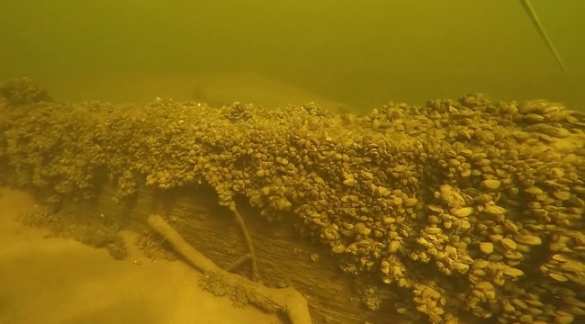 Тайна древней ладьи: старинное русское судно найдено в Волге (ФОТО, ВИДЕО) | Русская весна