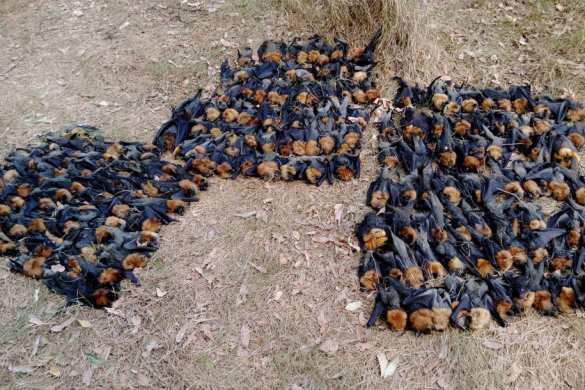 Аномальная жара «заживо сварила» тысячи летучих мышей в Австралии (ФОТО, ВИДЕО) | Русская весна