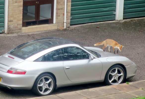 Полиция Лондона раскрыла загадочную гибель сотен кошек (ФОТО) | Русская весна