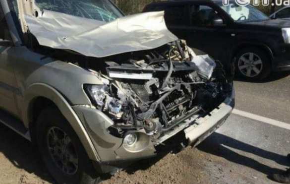 Украинский боксер столкнулся с лосем (ФОТО) | Русская весна