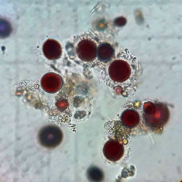 «Кровавый» снег около украинской станции в Антарктиде напугал пользователей Сети (ФОТО) | Русская весна