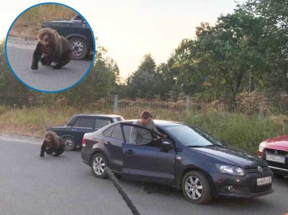В центре Архангельска полицейский застрелил медведя, напавшего на человека (ФОТО) | Русская весна
