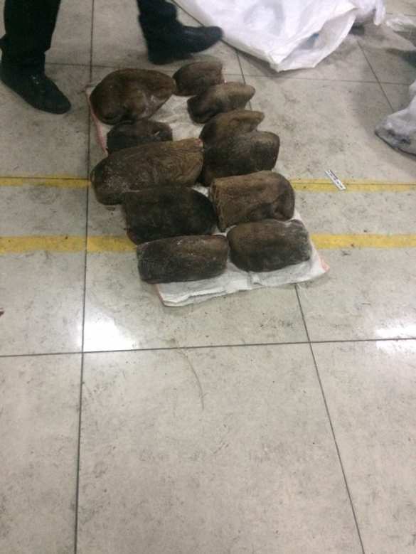 В Забайкалье браконьер пытался вывезти в Китай 500 медвежьих лап и 40 голов лосей (+ФОТО) | Русская весна