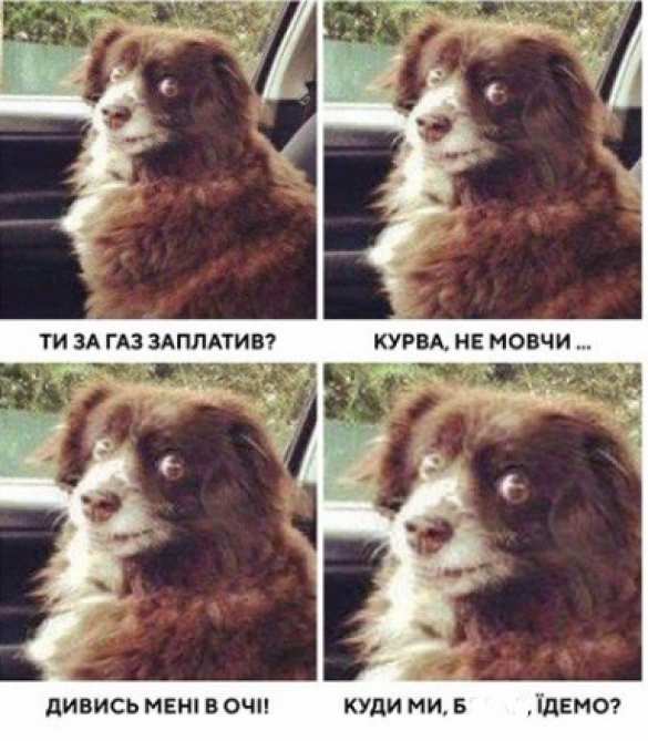 Сеть взорвалась фотожабами после совета украинцам «продать собаку и заплатить за газ» (ФОТО) | Русская весна