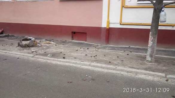 В Днепропетровске жестоко убили несколько сотен летучих мышей (ФОТО 18+) | Русская весна