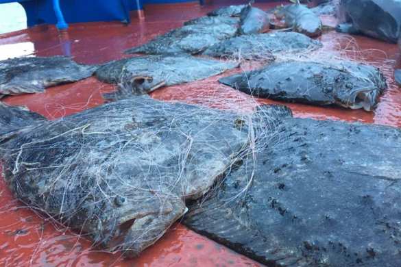 Море крови и ряды убитых дельфинов: как силовики РФ схватили украинских варваров (ФОТО 18+) | Русская весна