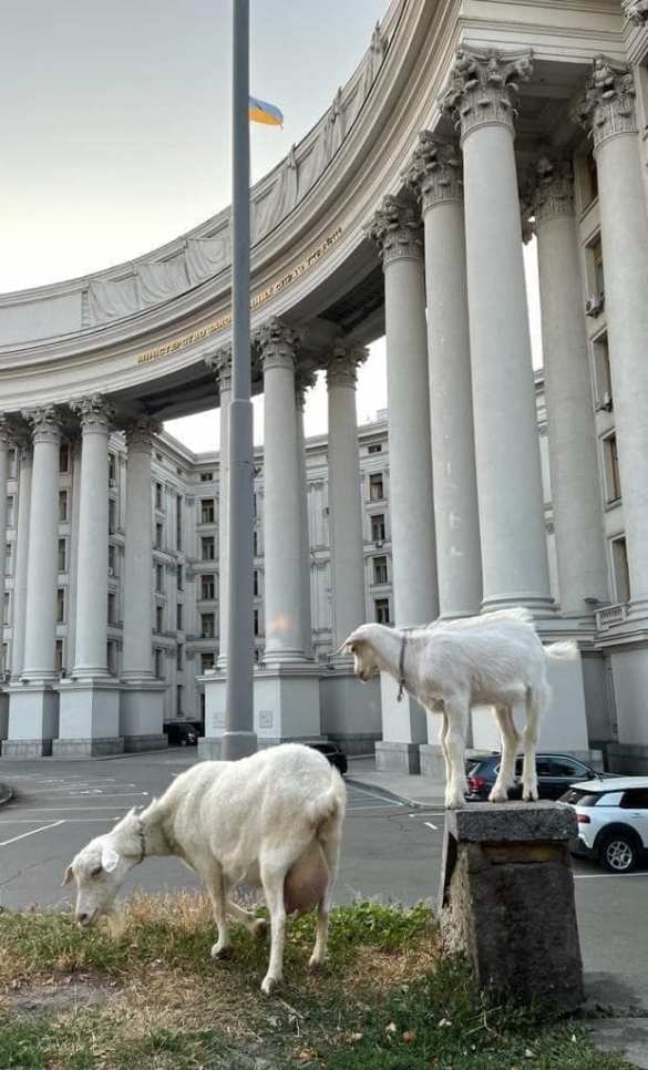 Це Европа: у здания МИД Украины пасутся козы (ФОТО) | Русская весна