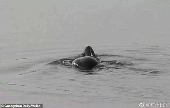 Голова змеи, спина черепахи: странное существо вызвало панику в Китае (ФОТО) | Русская весна